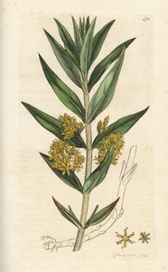 Tufted loosestrife, Lysimachia thyrsiflora. Håndfarget kobberstikk av James Sowerby fra James Smith