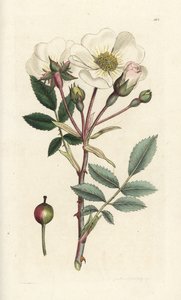 Hvit hunderose, Rosa arvensis. Håndfarget kobberstikk av James Sowerby fra James Smith's English Botany, London av William Hayes