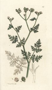 Hvit blondeblomst, Orlaya grandiflora (Små caucalis eller basardpersille, Caucalis daucoides). Håndfarget kobberstikk av James Sowerby fra James Smith