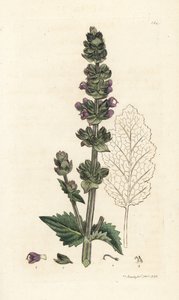 Vill engelsk clary, Salvia verbenaca. Håndfarget kobberstikk av James Sowerby fra James Smith's English Botany, London av William Hayes
