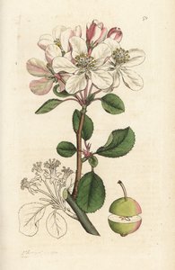 Villeple eller krabbetre, Malus domestica (Pyrus malus). Håndfarget kobberstikk av James Sowerby fra James Smith's English Botany, London