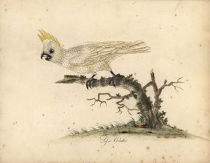 Kakadue, Cacatua sulphurea Kritisk truet. (Lesser white cockatooo) Håndfarget kobberstikk av en illustrasjon av William Hayes fra Portraits of Rare and Curious Birds from the Menagery of Osterly Park. av William Hayes