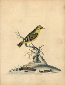 Gulfink, Fringilla butyracea. Utryddet? Håndfarget kobberstikk av en illustrasjon av William Hayes fra Portraits of Rare and Curious Birds from the Menagery of Osterly Park (London: Bulmer