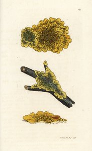 Gul vegglav, Lichen parietinus. Håndfarget kobberstikk av James Sowerby fra James Smith