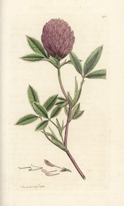 Sikksakkkløver eller trefoil, Trifolium medium. Håndfarget kobberstikk av James Sowerby fra James Smith