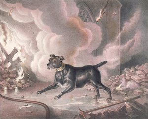 London brannmannens hund av William Heath