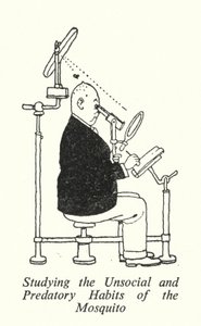 Studerer myggens usosiale og rovdyrvaner (litho) av William Heath Robinson