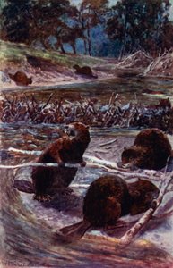 "De bygger en demning over bekken" (farge litho) av William Henry Charles Groome