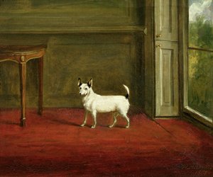 Portrett av en Jack Russell Terrier (i Regency Interior) 1814