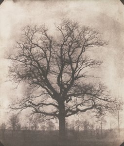 Et eiketre om vinteren, ca. 1892-93 (kalotype negativ)