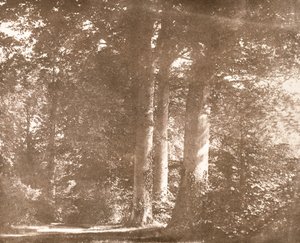 Beech Trees, Lacock Abbey, ca. 1844 (sepia-bilde) av William Henry Fox Talbot