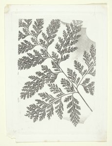  av William Henry Fox Talbot
