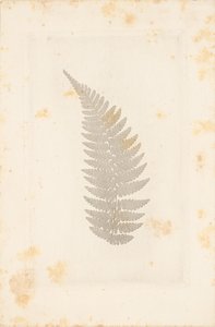  av William Henry Fox Talbot