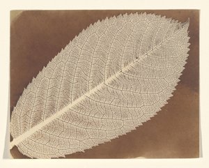  av William Henry Fox Talbot
