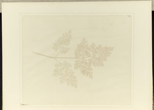  av William Henry Fox Talbot