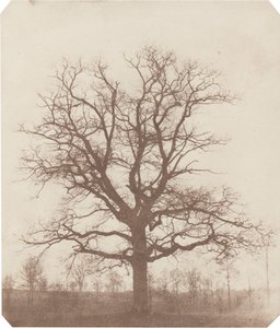 Eiketre av William Henry Fox Talbot