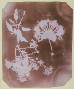 To planteprøver av William Henry Fox Talbot