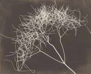 [Vill fennikel], 1841-42.