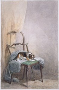 Studie av en hund på en stol (akvarell på papir) av William Henry Hunt
