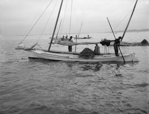 Østersmudring. ca. 1890-1910 av William Henry Jackson