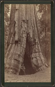 Smiths Cabin av William Henry Jackson