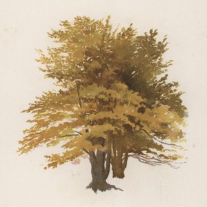 Trær: bøken (farge litho)