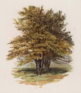 Trær: bøken (farge litho)