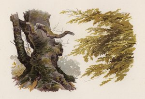 Trær: bøken (farge litho)