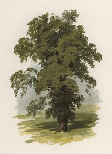 Trær: almen (farge litho)