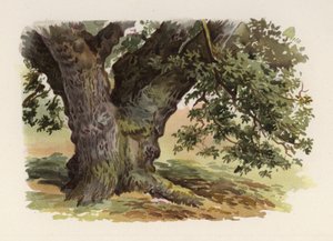 Trær: Eiken (farge litho) av William Henry James (after) Boot