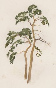 Trær: The Scotch Fir (farge litho)