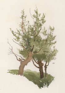 Trær: Willow (farge litho) av William Henry James (after) Boot
