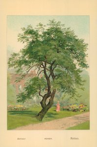 Akasie av William Henry James Boot