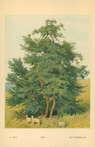 Eske av William Henry James Boot