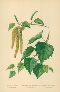 Catkins and Leaves of the Birch av William Henry James Boot