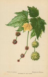 Catkins of the Plane av William Henry James Boot