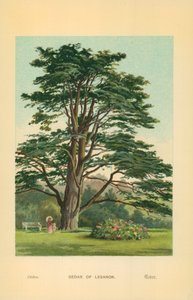 Cedar av Libanon av William Henry James Boot