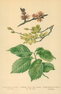 Blomster, frukt og blader av almen