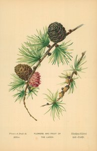 Blomster og frukt av lerken av William Henry James Boot