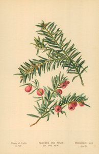 Blomster og frukt av barlind av William Henry James Boot