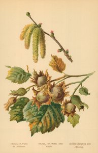 Hassel, rakler og frukt