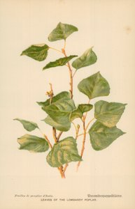 Blader av Lombardia-poppelen av William Henry James Boot