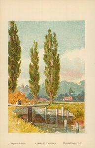 Lombardia-poppel av William Henry James Boot