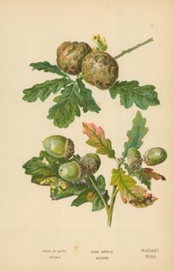 Eikeple. Eikenøtt