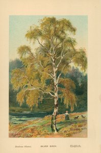 Sølv bjørk av William Henry James Boot