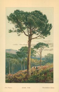Steinfuru av William Henry James Boot