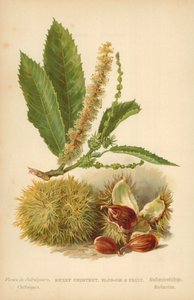 Søt kastanje, blomst og frukt