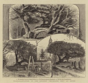 Transplantasjon av den gamle Buckland Yew ved Dover av William Henry James Boot