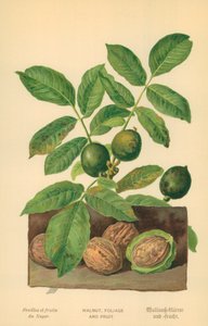 Valnøtt, løvverk og frukt av William Henry James Boot