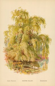 Gråtpil av William Henry James Boot